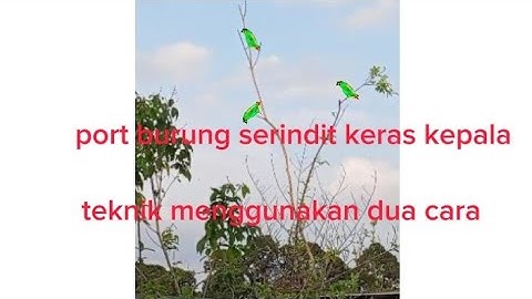 memikat burung serindit keras kepala menggunakan dua cara sekaligus