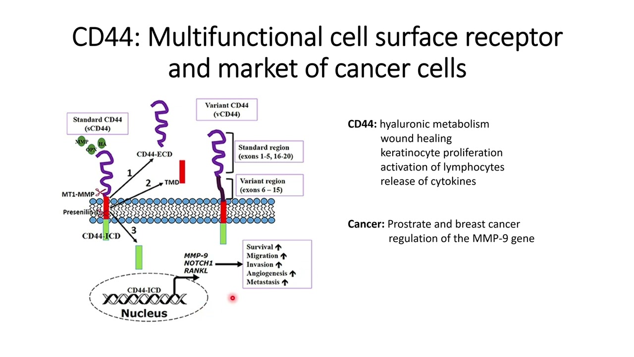 CD44: Multifunctional Cell surface receptor and also a cancer cell marker 