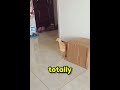 Sneak Attack FAIL 😂 Cat Misses Easy Target!