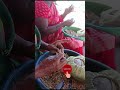 பீடி உருட்டுllதென்காசி நெல்லையின் முக்கிய தொழில் #trending #business #viral #shorts #villagelife