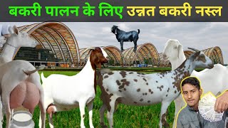 Top 10 उन्नत नस्ले Indian goat bread for goat farming भारतीय बकरियों की 10 प्रमुख नस्लें goat