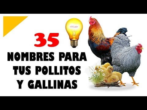 Video: Más de 100 nombres creativos para tu pollo