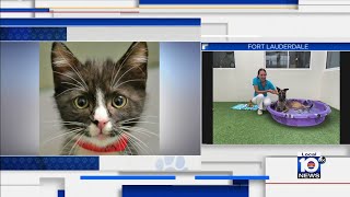 HSBC looking to find permanent homes for furry friends
