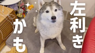 左利きかもしれないシベリアンハスキー