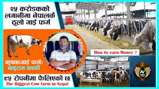 २५ करोडको लगानी मा खोलिएको गाई फर्म l l नेपालकै ठुलो गाई पालन  l l The Biggest Cow Farm in Nepal