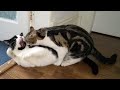 Cat Fight Compilation Video | 4K