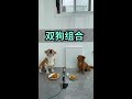 #DualDogGroupSingingDaysWe’veSpentTogether #DramaQueenDog #DogsLoveToSing