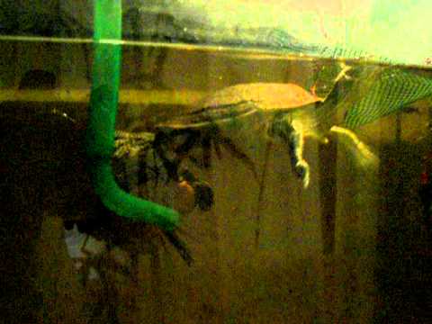 Video: Slikana Kornjača - Pasmina Gmizava Chrysemys Picta, Hipoalergijska, životna Dob I životni Vijek