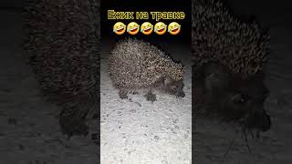 Ёжик  Абалдуй 😱😱😱