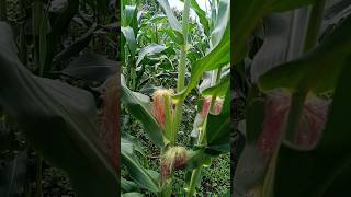 Ya casi llega la cosecha de MAÍZ 🌽🌽 😯#virales #maiz #campo # cultivo