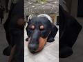 The Mysterious Guard Dog That Only Wakes for Its Owner! #shortsvideo