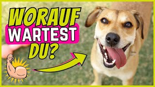 6 Zeichen dass dein Hund stolz ist (und auf dein Lob wartet) by SchnüffelSchnuten 1,819 views 6 months ago 5 minutes, 29 seconds