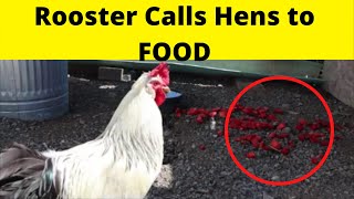 Rooster Sounds Hens for food #Short