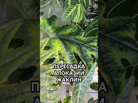 ПРИНЦЕССА МОЕЙ КОЛЛЕКЦИИ АЛОКАЗИЙ - ЖАКЛИН 🙃 #plants #растения #алоказияжаклин #цветы #сад #plant