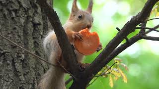 Бельчонок и морковка / Little squirrel and carrot by Всё по Серьёзному 3,228 views 8 days ago 3 minutes, 1 second