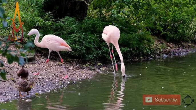 Onanizm uchun DIY qin Megan Fox yalangoch porno jinsiy aloqa