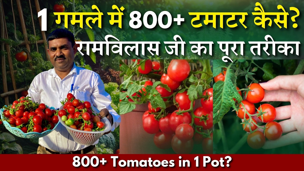 1 горшок, более 800 помидоров – пошаговый метод || Нужно больше помидоров? Попробуйте эту систему