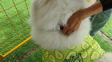 Mibuddy AI-powered Dog Translation Collar App Demo