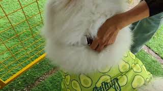 Mibuddy AI-powered Dog Translation Collar App Demo