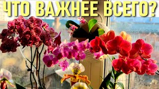видео: ОРХИДЕИ! ЧТО ВАЖНЕЕ ВСЕГО? БЕЗ ЧЕГО ОРХИДЕЯ ТОЧНО СМОЖЕТ ОБОЙТИСЬ! ВИДОВОЙ ФАЛЕНОПСИС И УХОД ЗА НИМ! картинка: ОРХИДЕИ! ЧТО ВАЖНЕЕ ВСЕГО? БЕЗ ЧЕГО ОРХИДЕЯ ТОЧНО СМОЖЕТ ОБОЙТИСЬ! ВИДОВОЙ ФАЛЕНОПСИС И УХОД ЗА НИМ!
