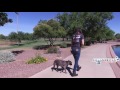 APBT aggressive and out of control - Dog Training Experts of Phoenix, AZ APBT aggressive and out of control - Dog Training Experts of Phoenix, AZ