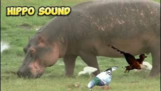 Suara Kuda Nil | Hippo Sound