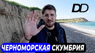 видео: КОПЧЕНАЯ ЧЕРНОМОРСКАЯ СКУМБРИЯ! БУДУЩИЙ ШЕФ ГОТОВИТ НА ОГНЕ НА ПОБЕРЕЖЬЕ! КАК ЗАКОПТИТЬ СКУМБРИЮ! картинка: КОПЧЕНАЯ ЧЕРНОМОРСКАЯ СКУМБРИЯ! БУДУЩИЙ ШЕФ ГОТОВИТ НА ОГНЕ НА ПОБЕРЕЖЬЕ! КАК ЗАКОПТИТЬ СКУМБРИЮ!