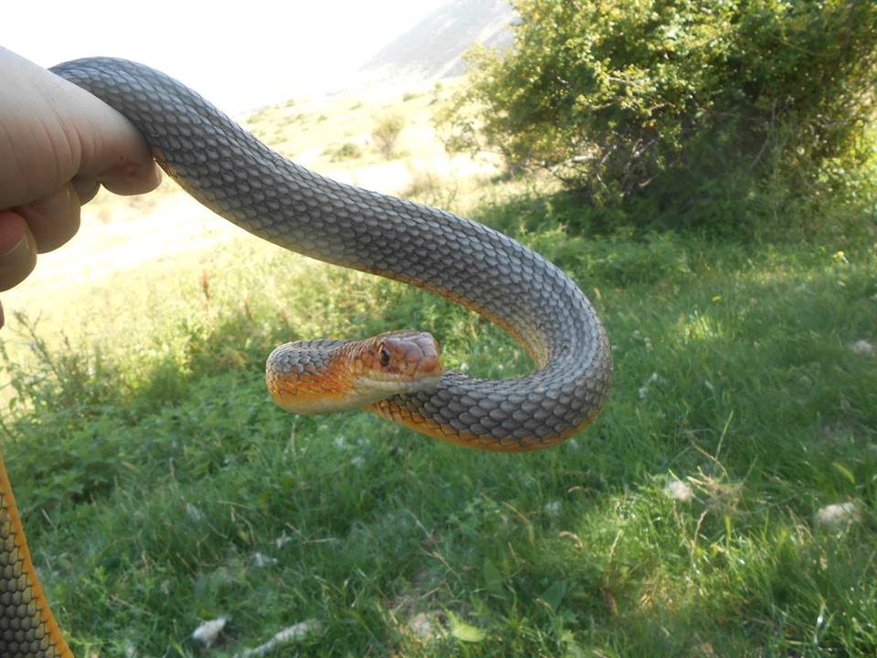 Желтобрюх змея красивые фото и картинки