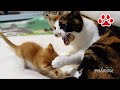 三毛猫が子猫にマジギレした瞬間【瀬戸の三毛猫日記】 Mike was angry to kitten Maya