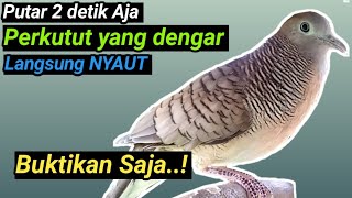 Suara Perkutut Lokal Gacor Besar NYAUT, DUKUN MALAS BUNYI kutut Bisu 99% RESPON