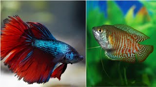 Can gouramis and betta fish live together? can male betta and dwarf gourami share the same fish tank