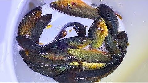 Câu cá rô - Câu cá giải trí vùng nông thôn