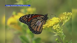 Peggy Notebaert Nature Museum hosting Flutter into Fall event