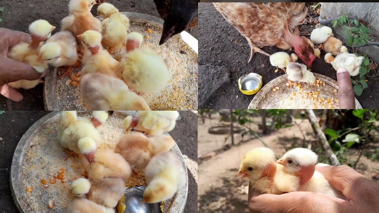 NASCERAM+DEZENAS DE PINTINHOS DE CAPOEIRAS VÁRIOS POLACO/PESCOÇO PELADO