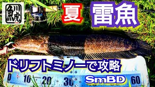 yasu 雷魚ドリフトミノー攻略編/2021年7月/用水路