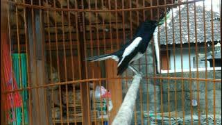 Kacer ngeplay santai pancingan  agar kacer lain mau buka ekor