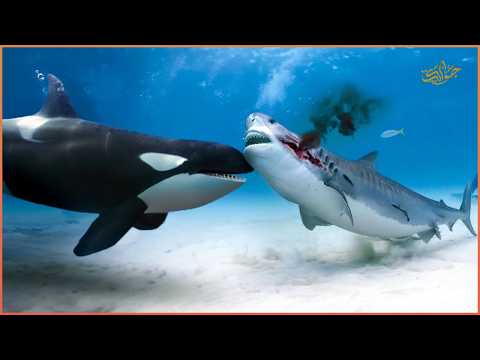 الحوت السفاح الأوركا ضد القرش المرعب القرش الأبيض الكبير