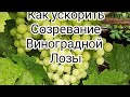 как ускорить созревание виноградной лозы