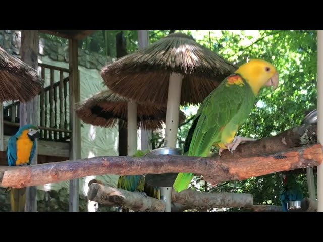 Thousand Macaws ,parrots and bird farm#macaw #Bird#cool #love #beautiful #nature #viral #cute #happy class=