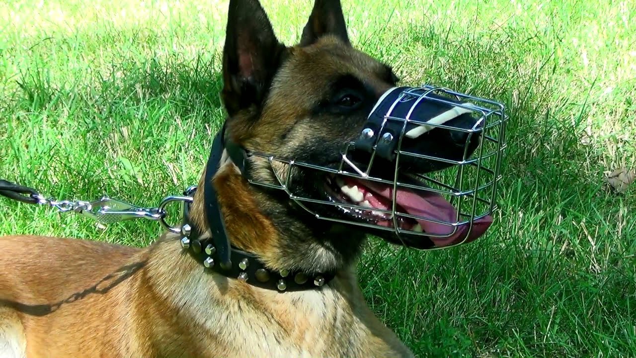 best muzzle for belgian malinois