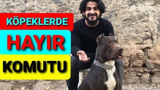 Köpeklerde hayır komutu nasıl öğretilir köpek eğitimi #köpeklerdehayıreğitimi