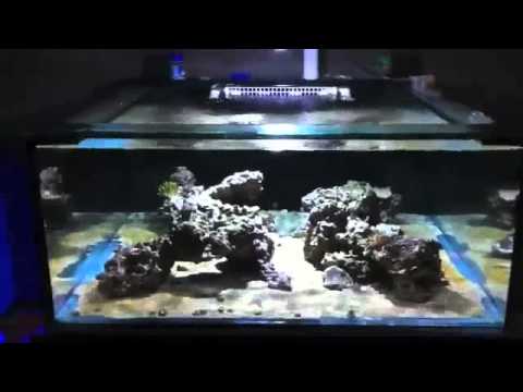 orphek dif 100 led