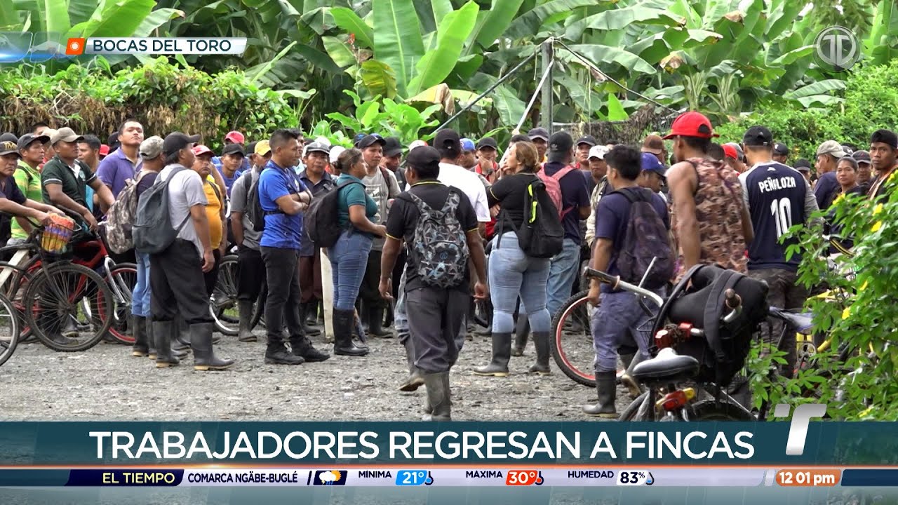 Trabajadores bananeros regresan a las fincas tras fallo de ilegalidad de huelga