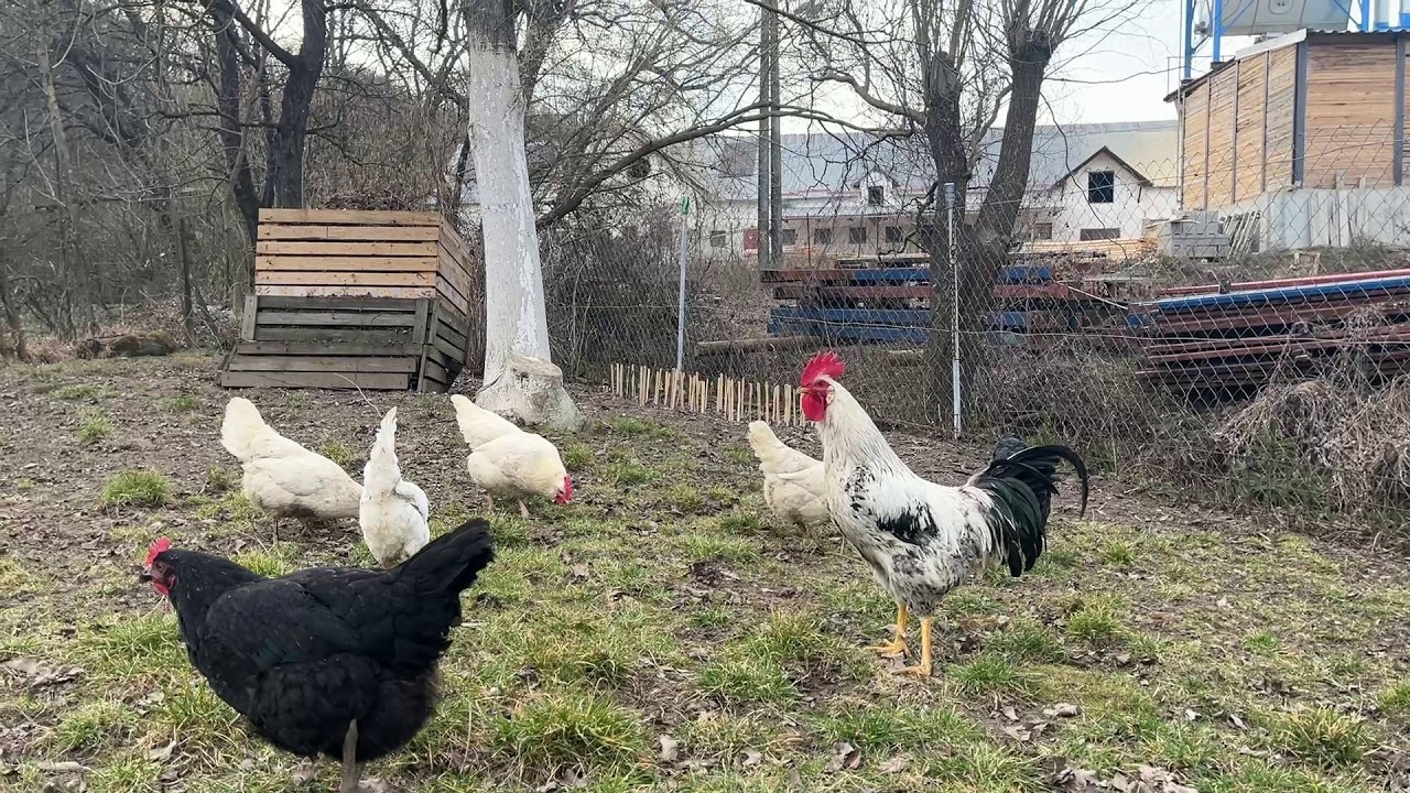 † Na prázdninách /On holiday (227)🪜🌳