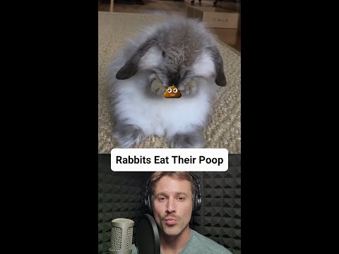 וִידֵאוֹ: האם ארנבות יאכלו הוצ'רה?