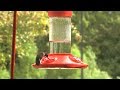 Hanging a Hummingbird Feeder – Family Plot