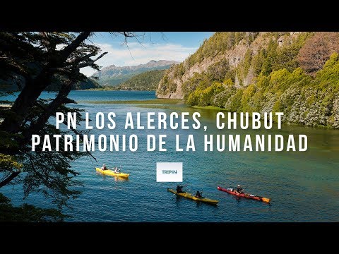 Video: Alerce (40 Fotos): ¿cómo Se Ven Un árbol Y Sus Hojas? 