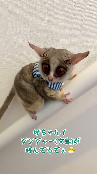 ピザトルpizzatoru Youtube