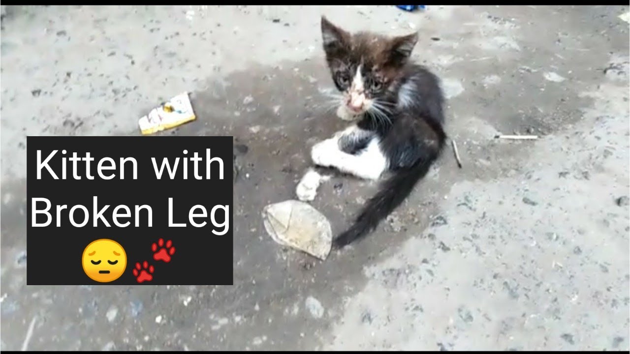 Kitten with Broken leg Rescue poor kitten YouTube