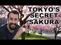 TOP 3 Hidden Sakura Spots in Tokyo - BEST Cherry Blossom Viewing